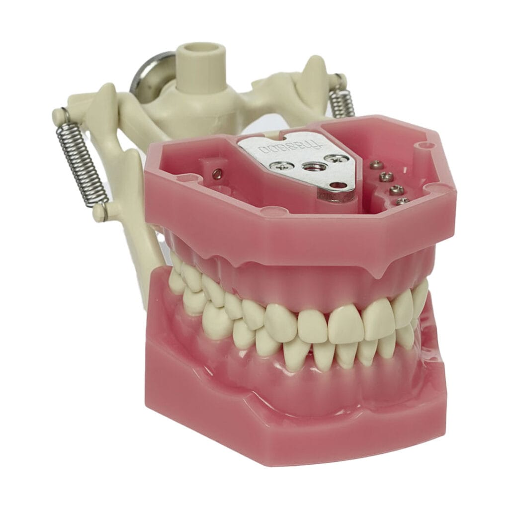 Magazin produse stomatologice, Model dentar cu articulator demonstrativ, Dexellence