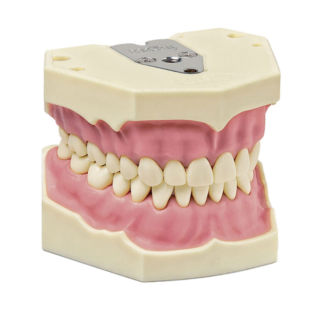 Magazin produse stomatologice, Model dentar cu contur gingival mai înalt, Dexellence