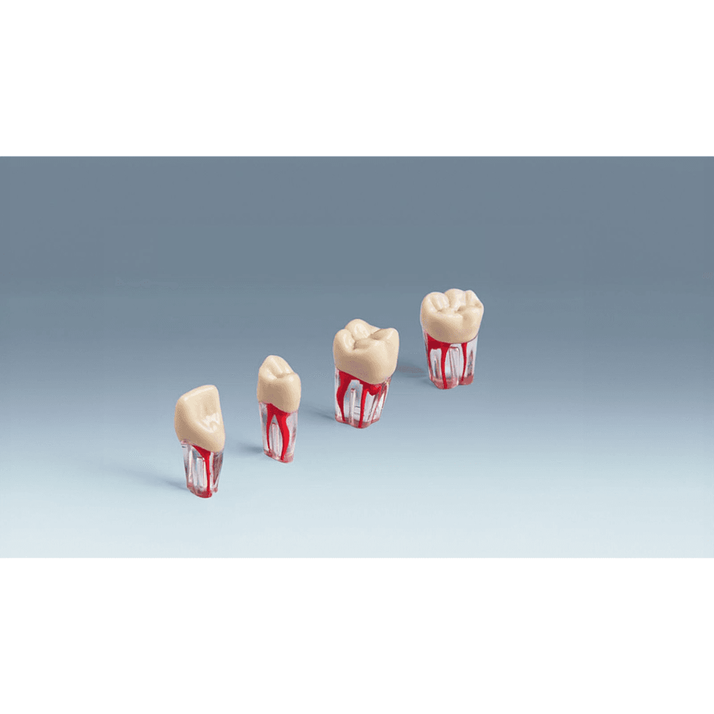 Magazin produse stomatologice, Dinte Frasaco cu canale radiculare compatibil cu modelele ANA-4 (V), Dexellence